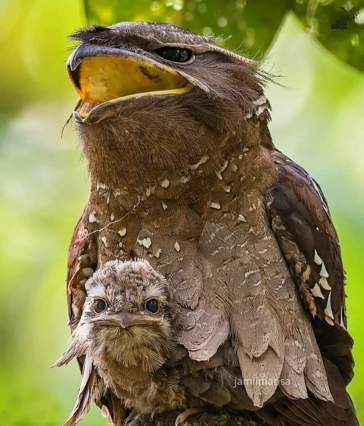 a baby bird is sitting on its mother's back