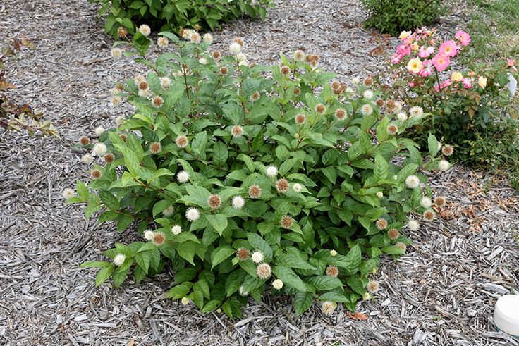 a small bush with green leaves and white flowers in the middle of some mulchy grass