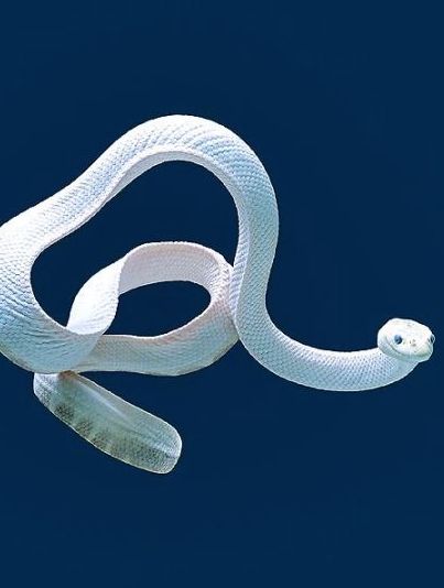 a white snake in the air with it's tail curled up and tongue out