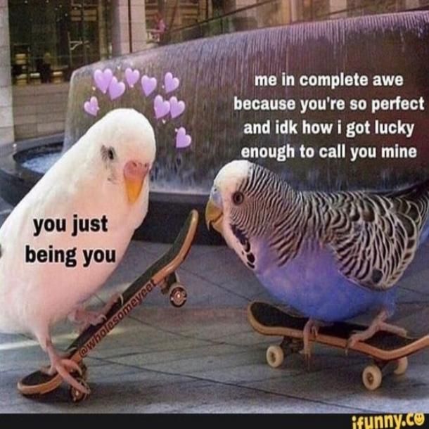 two parakeets sitting on top of skateboards with the caption, you just being you