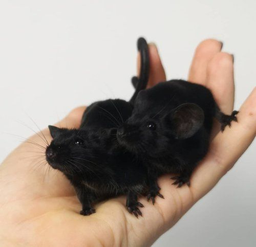 two small black mice sitting on top of each other in someone's hand,