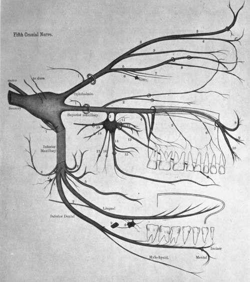 #TrigeminalNeuralgia Trigeminal Nerve, Nerve Anatomy, Dental World, Dental Hygiene School, Dentistry Student, Medical School Life, Dental Anatomy, Dental Fun, Medicine Student