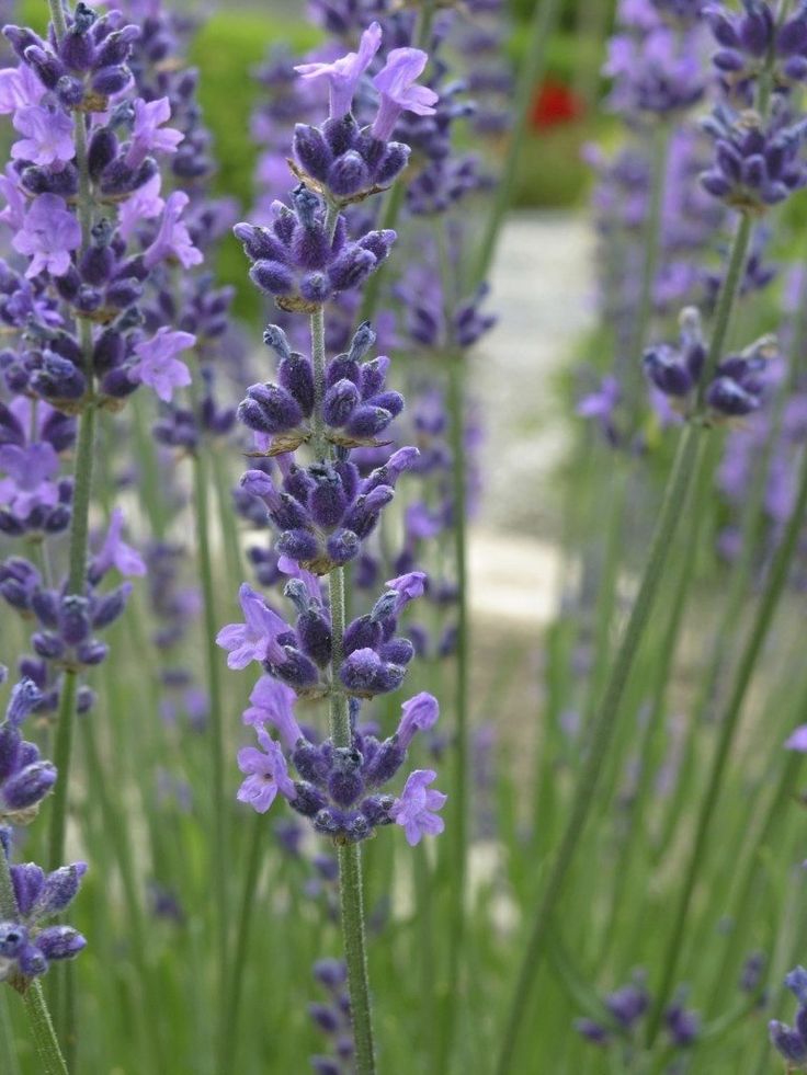 lavender flowers are blooming in the garden