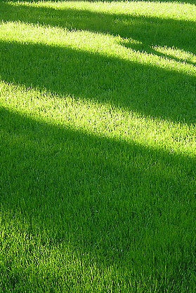 a fire hydrant sitting on top of a lush green field next to a tree