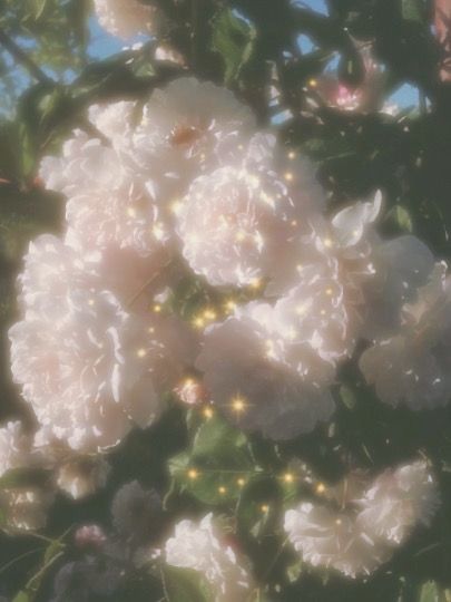 some white flowers are blooming on a tree