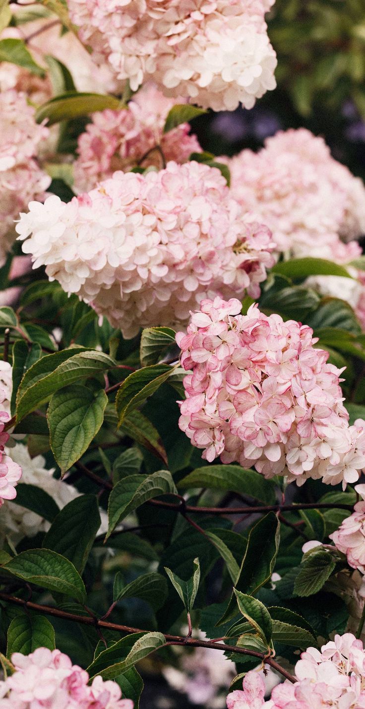 pink flowers are blooming in the garden