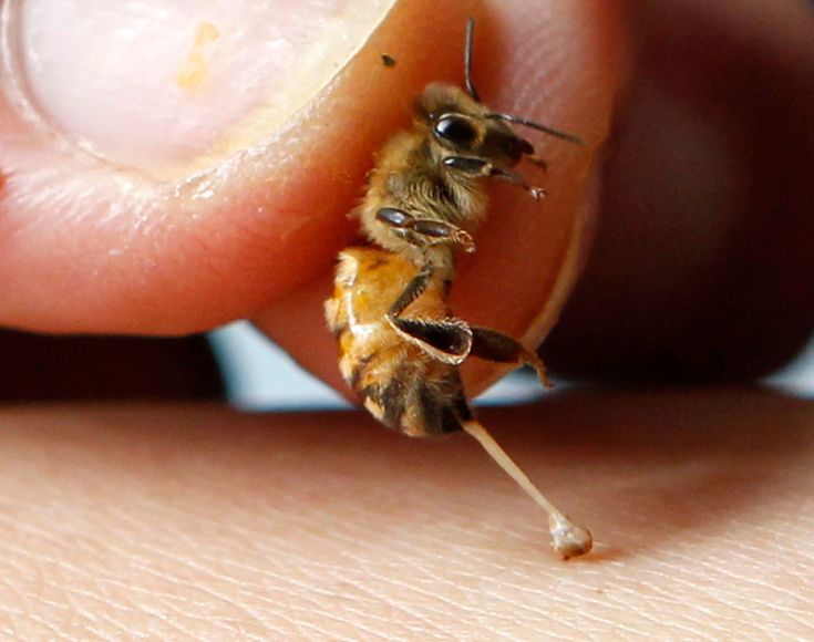 a close up of a person's hand holding a tiny bee