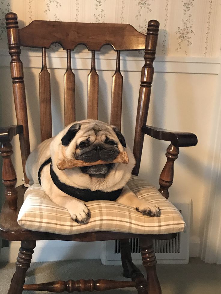 a pug dog sitting in a wooden rocking chair with a bone in it's mouth