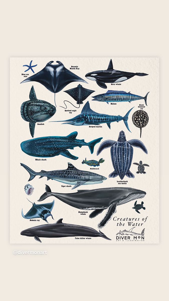 an illustration of various types of sharks and other marine creatures in blue, black and white colors