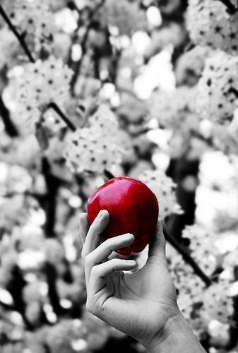 a hand holding an apple in front of a tree with white blossoms on it and black and white background