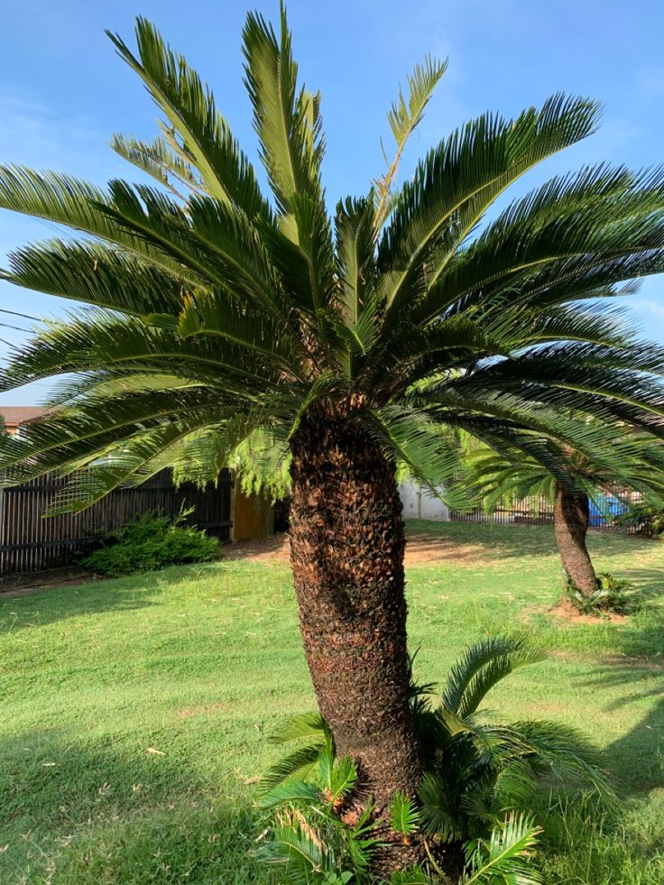 a palm tree in the middle of a yard