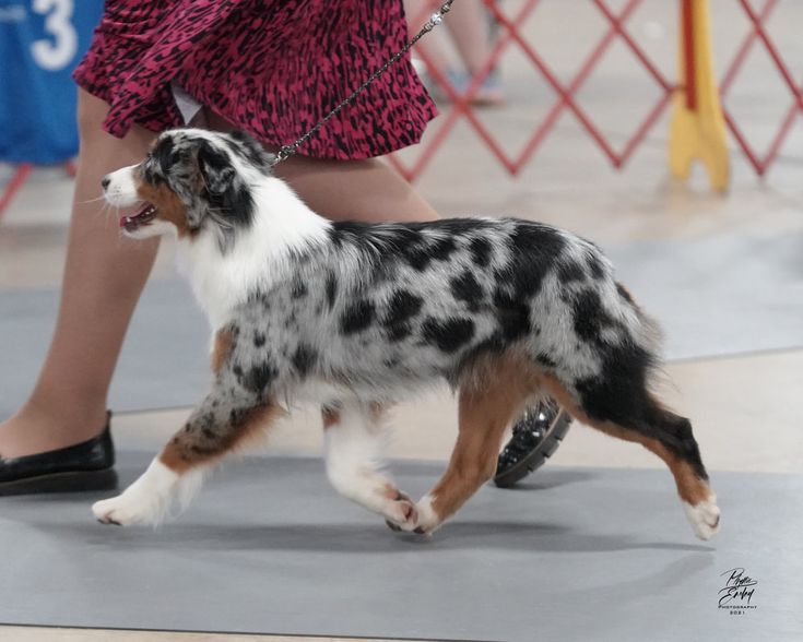 a dog is being walked by its owner