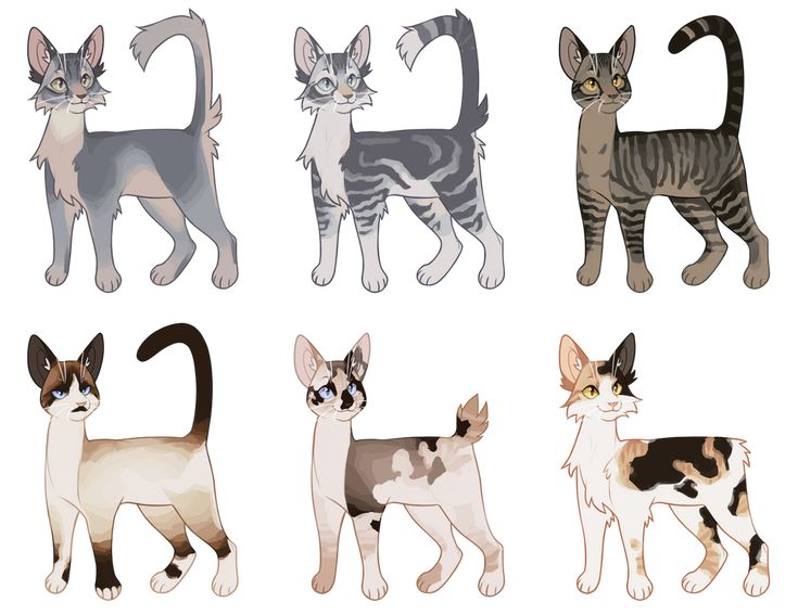 four different types of cats standing next to each other on a white background with black and gray stripes