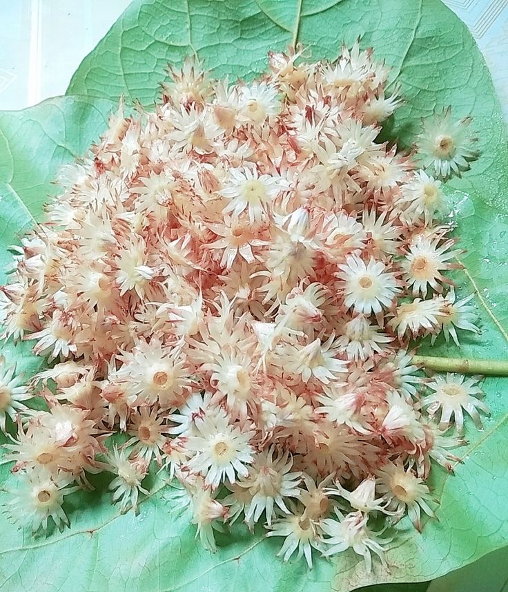 a bunch of flowers sitting on top of a green leaf