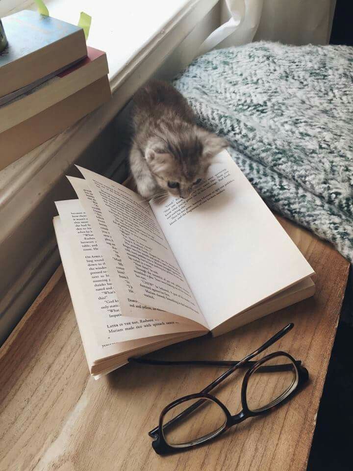 a cat sitting on top of an open book