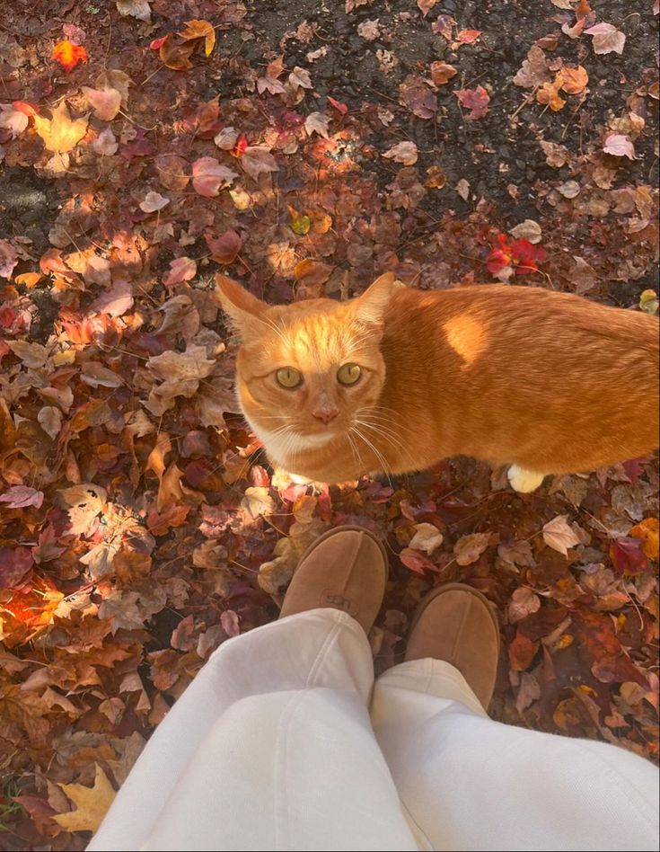 an orange cat sitting on top of a person's feet in the fall leaves