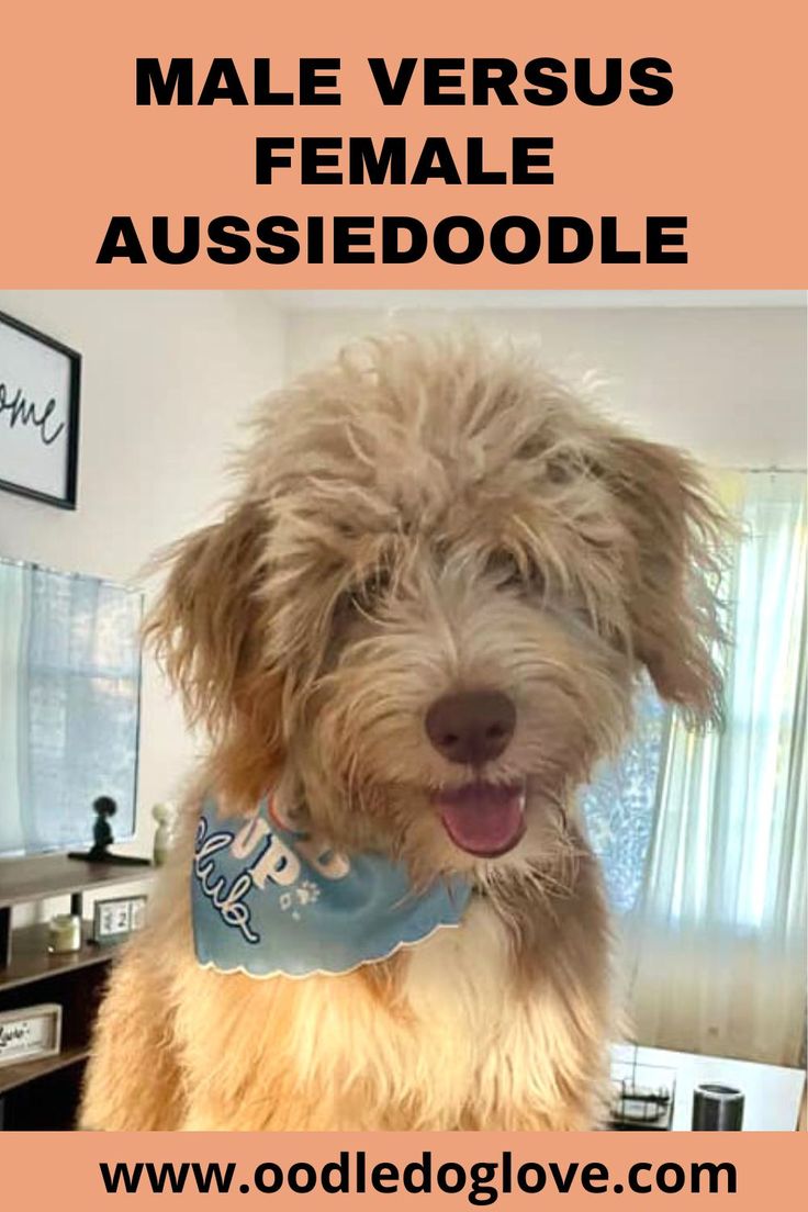 a dog wearing a bib with the words is a male or female aussiedoodle better?