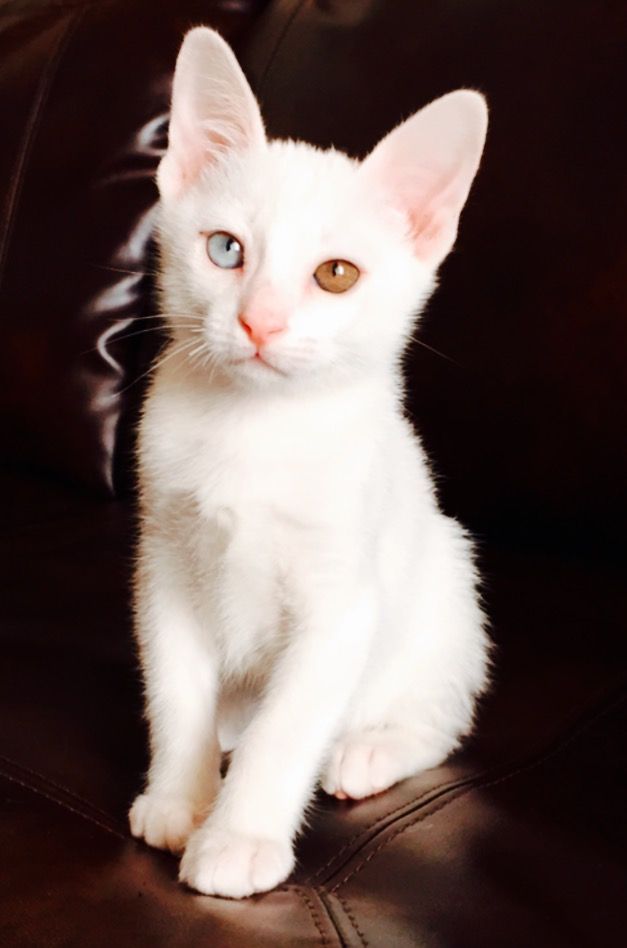 a white kitten sitting on top of a leather couch