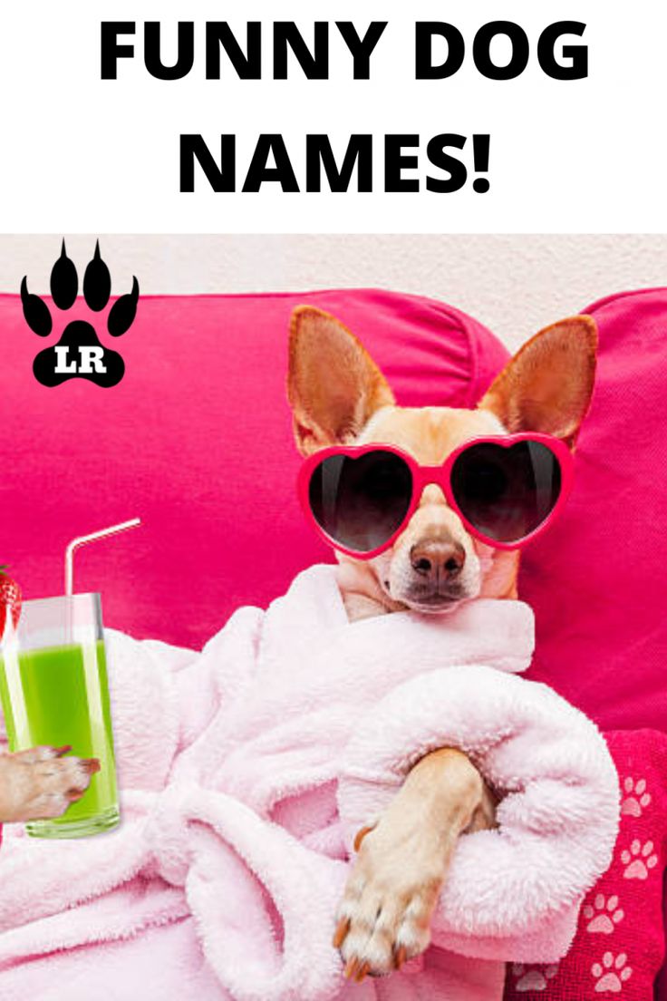 a dog with sunglasses on sitting in a pink chair next to a drink and paw prints