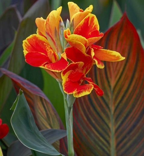 a red and yellow flower with green leaves in the background