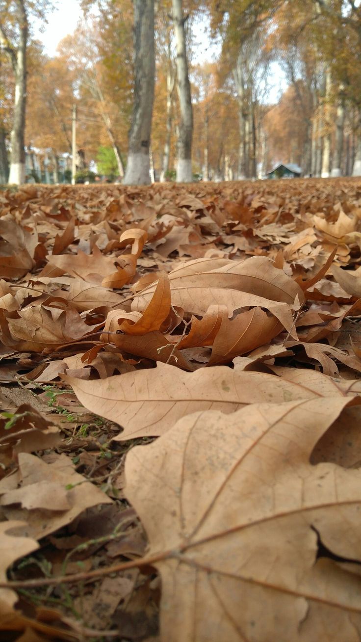 the leaves on the ground are brown in color, and there is no image to describe