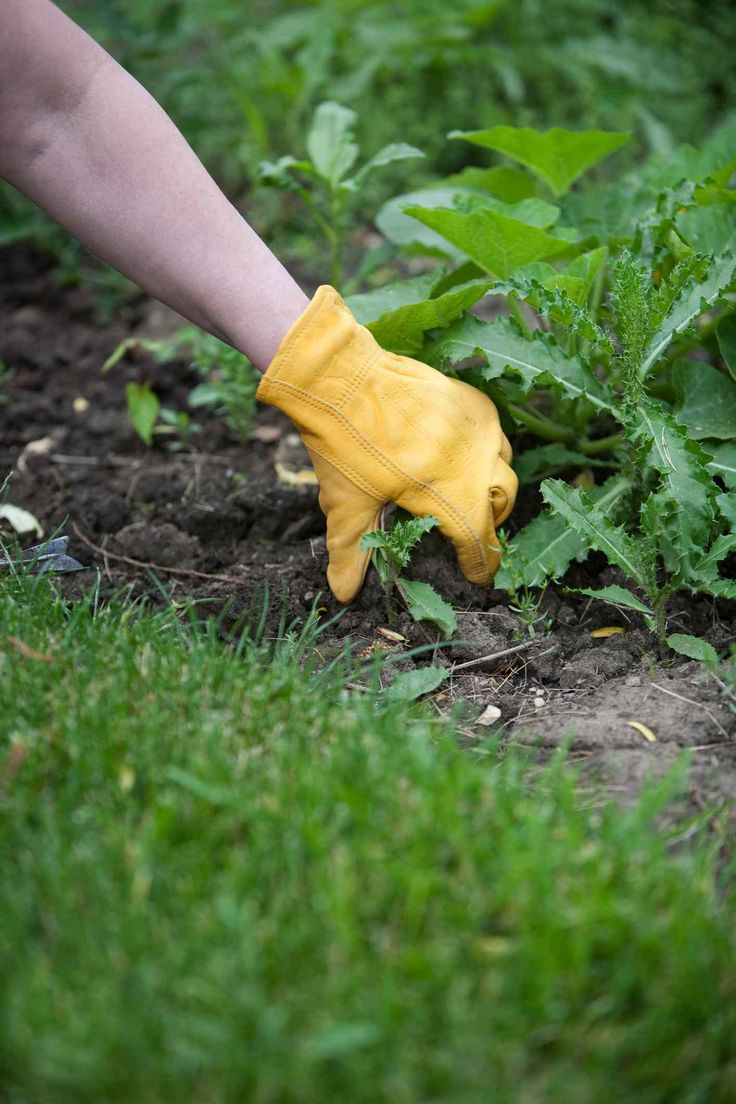 someone wearing yellow rubber gloves is digging in the grass