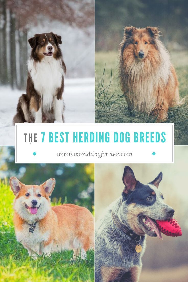 the 7 best herding dog breeds