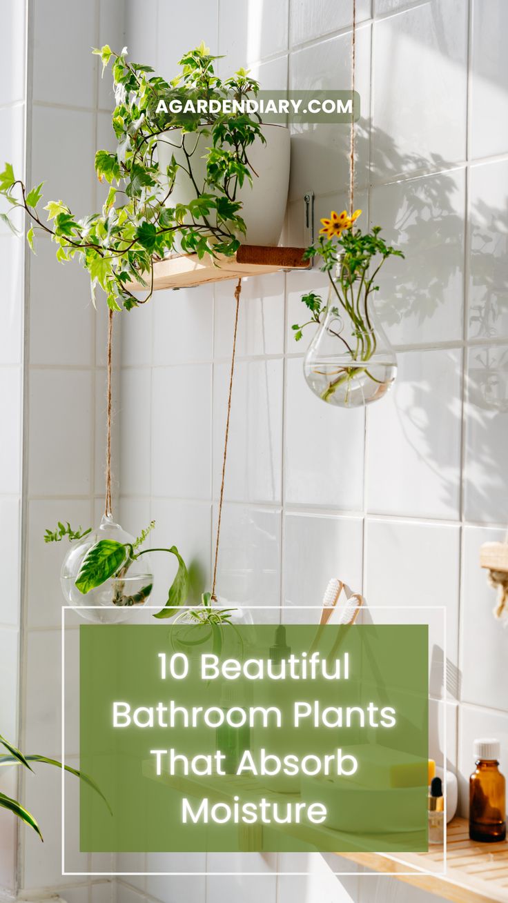 bathroom plants that absorb moisture in the shower