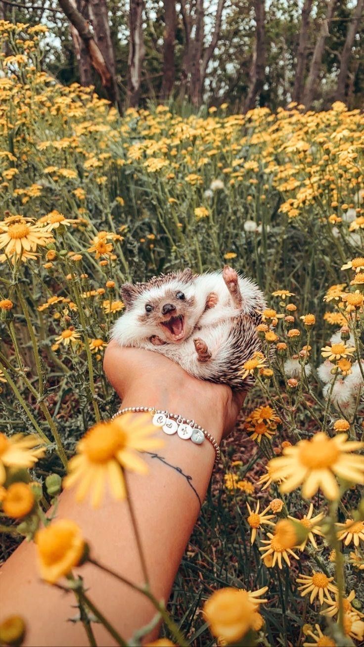 a person holding a small hedge on their arm in a field of yellow daisies