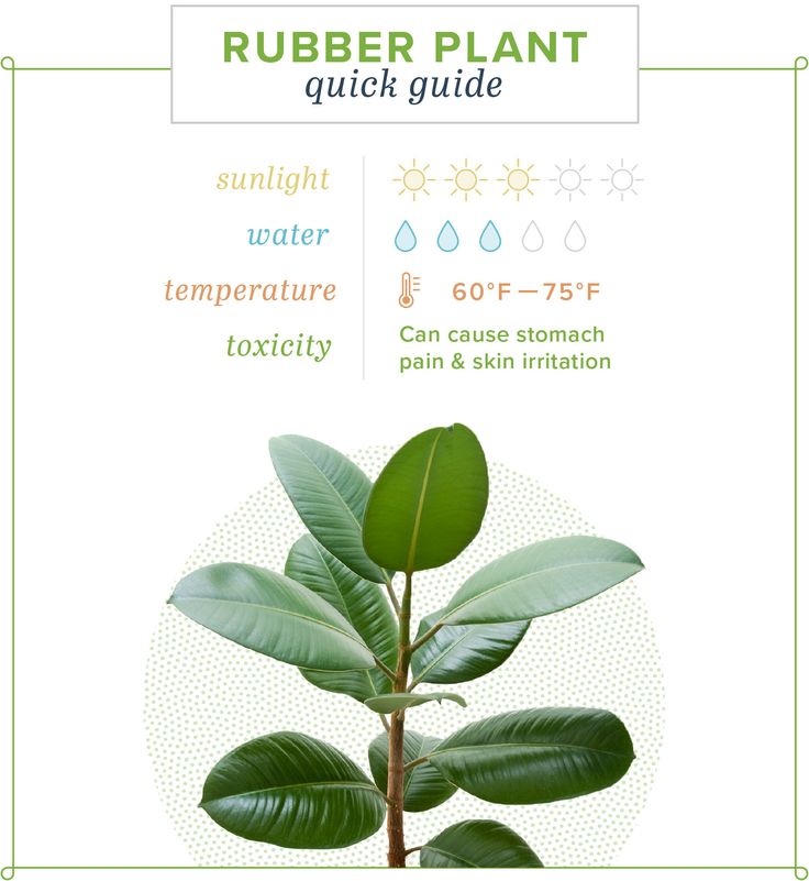 a plant with green leaves on it and the words rubber plant quick guide written below