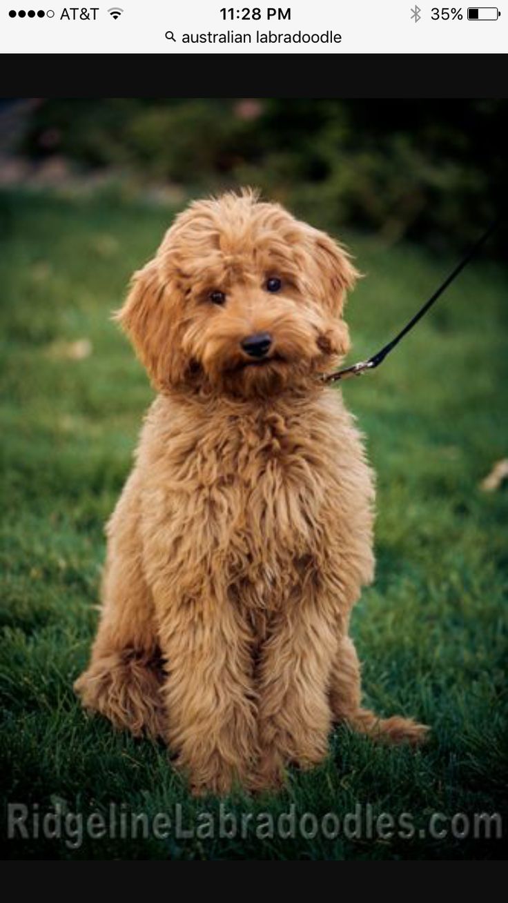 a brown dog sitting on top of a lush green field