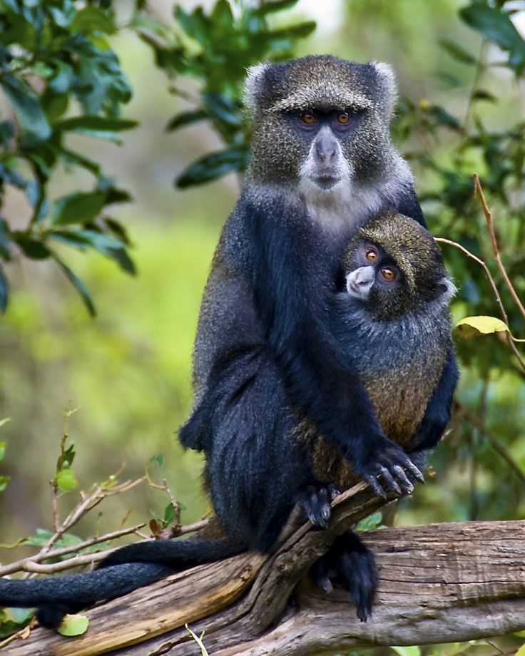 a monkey sitting on top of a tree branch next to a baby bear in the forest