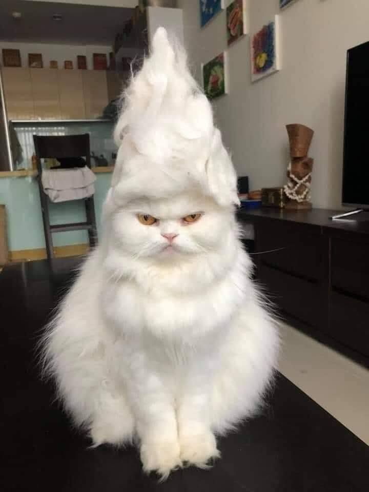 a fluffy white cat sitting on top of a table