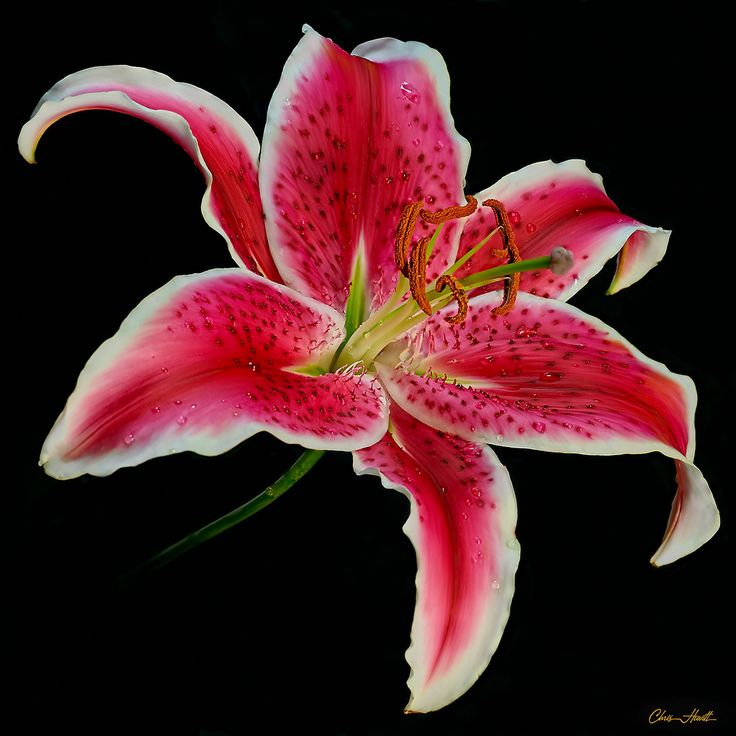 a pink and white flower on a black background