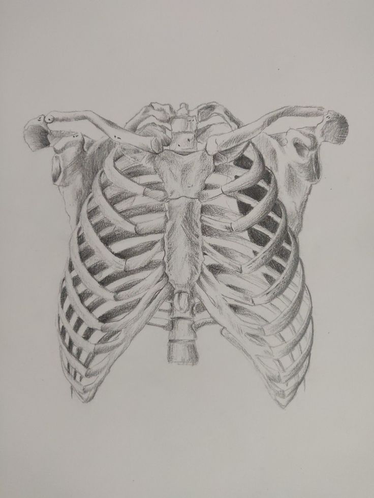 a drawing of the ribs in black and white, with one ribcage visible