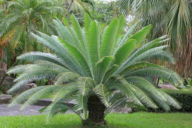 a palm tree in the middle of a garden