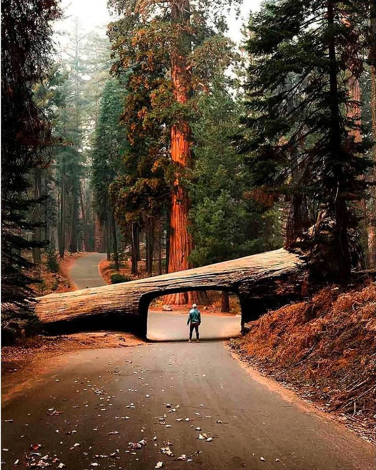 a man standing in the middle of a road under a fallen tree