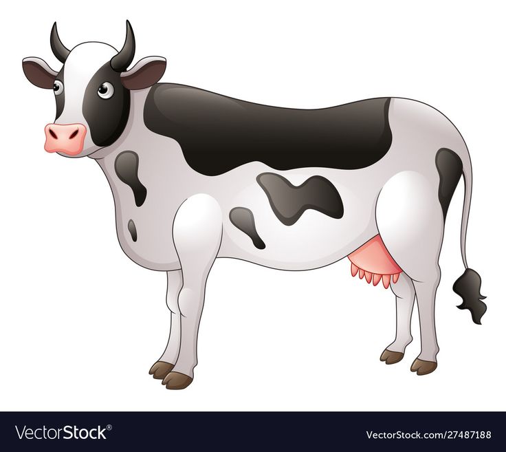 a black and white cow standing on a white background