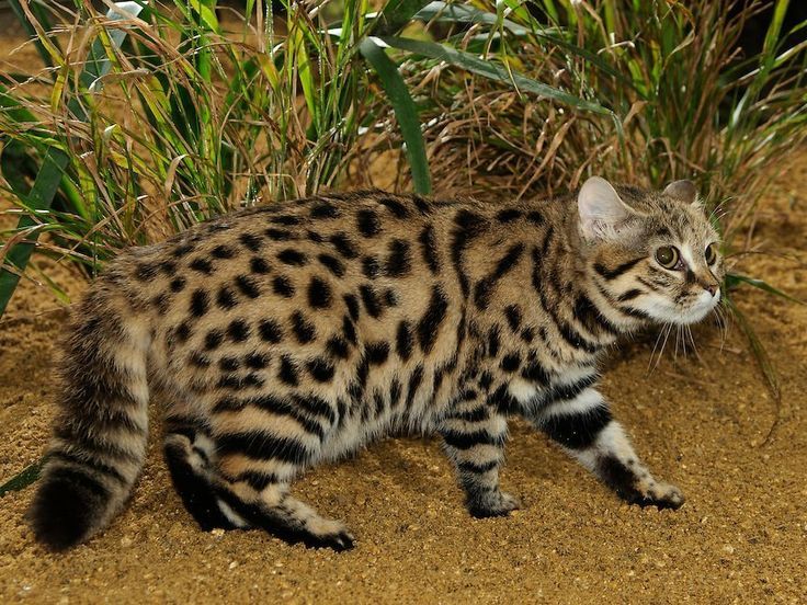 a spotted cat walking on the ground near some grass and plants in front of it