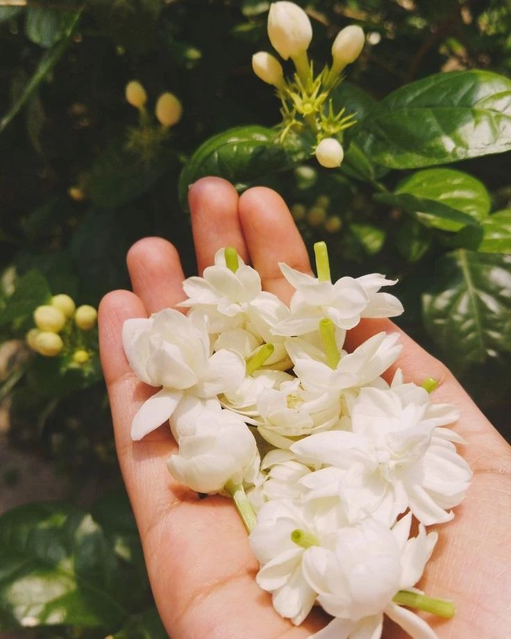 a hand holding white flowers in front of green leaves