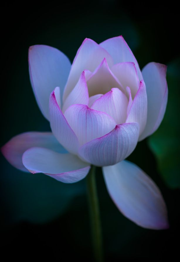 a pink lotus flower is blooming in the dark night time, with green leaves surrounding it