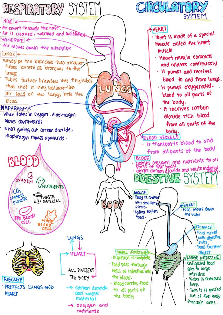 a drawing of the circulator system with words and pictures on it, as well as some information about its functions