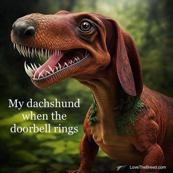 a dinosaur with its mouth open and the words, my dachshund when the doorbell rings