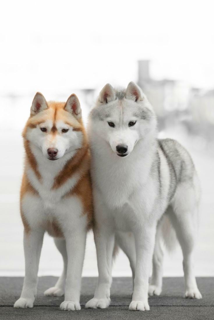 two husky dogs standing next to each other