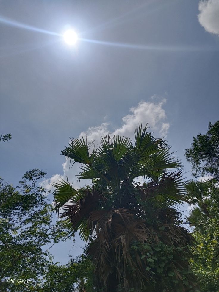 the sun shines brightly over a palm tree in front of some green leaves and trees