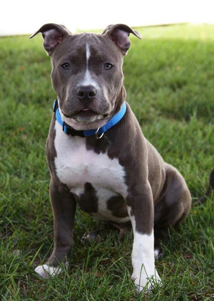 a brown and white dog sitting in the grass