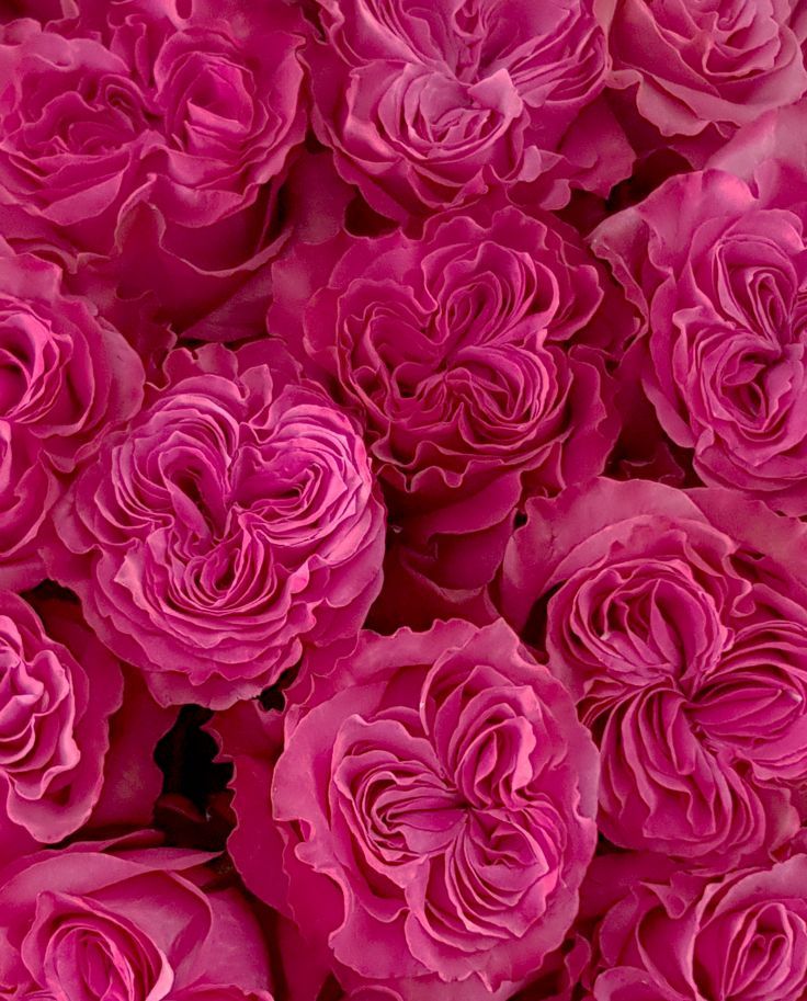 pink flowers are shown in close up view