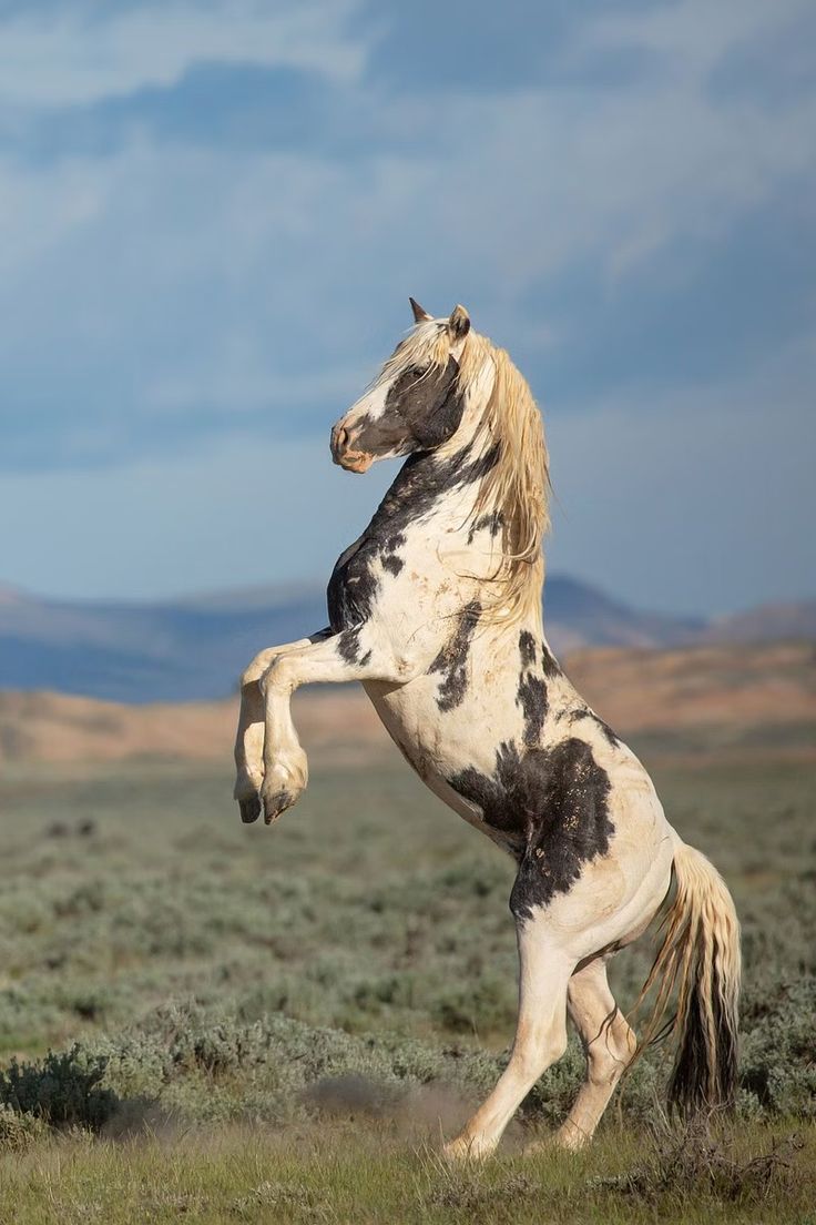 a white and black horse standing on its hind legs in the middle of a field