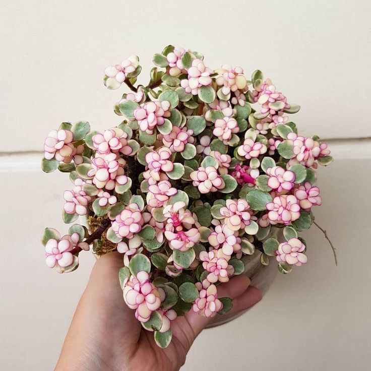 a person holding a small potted plant with pink flowers on it's side