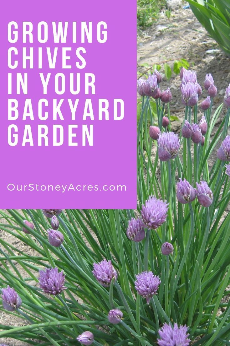 purple flowers with the words growing chives in your backyard garden on top and bottom